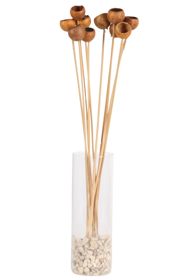 10lu Dekoratif Doğal Kabak Kuru Çiçek - 2