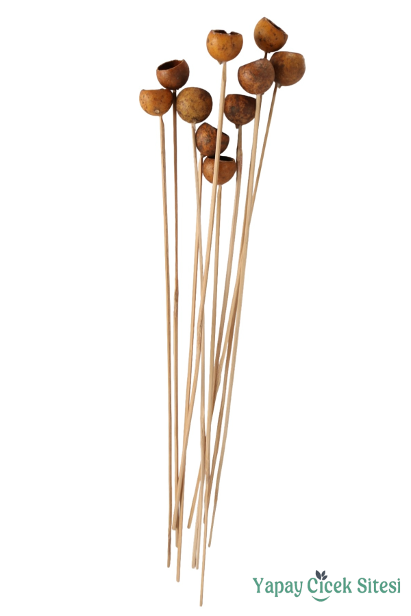 10lu Dekoratif Doğal Kabak Kuru Çiçek - 4