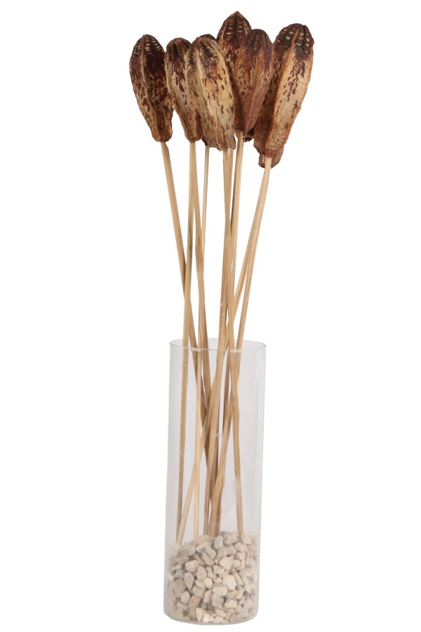 10lu Tropik Mehogany Kuru Çiçek - 1