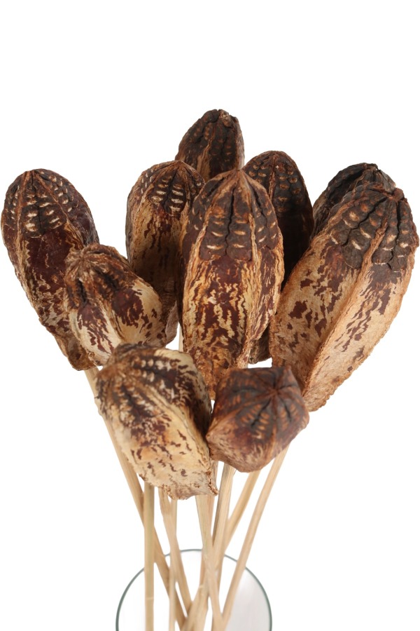 10lu Tropik Mehogany Kuru Çiçek - 2