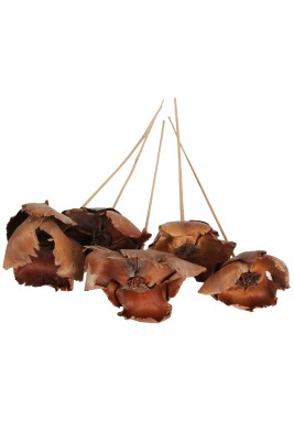 5li Palmcup Çiçeği 45 cm - 2