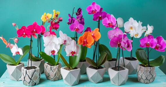 Yapay Orkide Tanzimleri