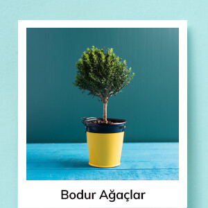 Bodur Ağaçlar