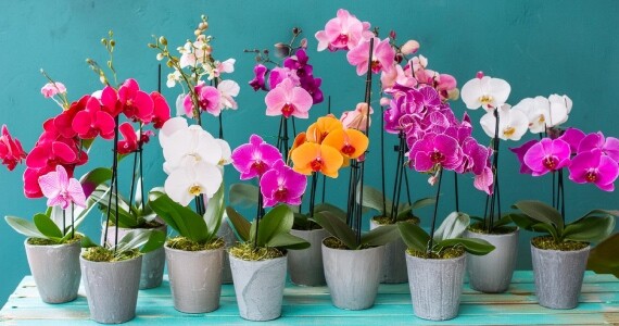 Neden Yapay Çiçek?