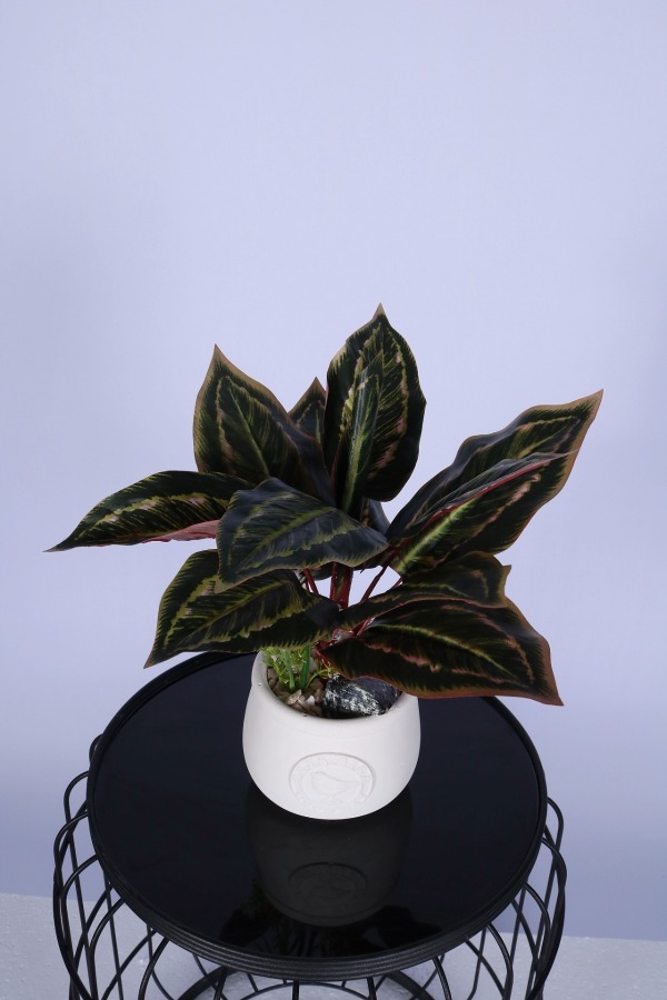 Beton Saksıda Yapay Dua Çiçeği 35 cm - 3