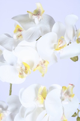 Dekoratif Beton Saksıda Yapay 2 Dal Orkide Çiçeği Beyaz - 3