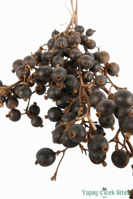 Doğal Çiçek Kuru Böğürtlen Dalı - 4