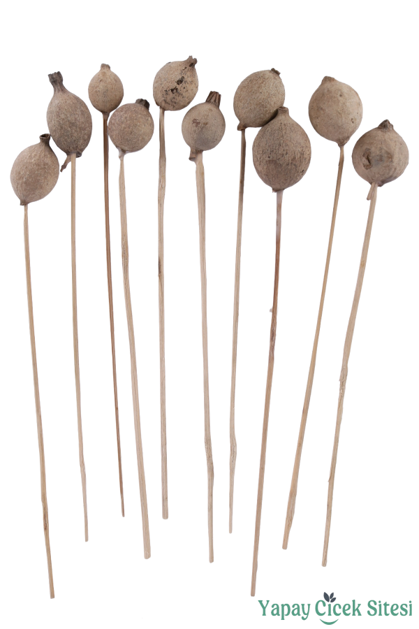 Kuru Çiçek Halo Kapsül 28 Cm 10lu - 1