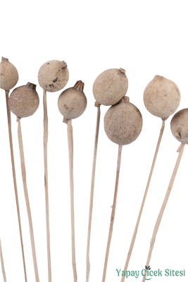 Kuru Çiçek Halo Kapsül 28 Cm 10lu - 2