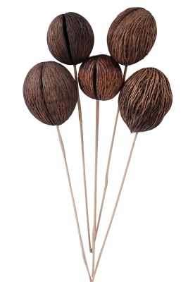 Mintola Ball Kuru Çiçek 40 Cm 10 Adet - 2