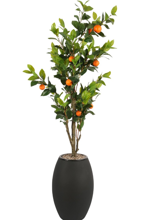Siyah Fiber Saksıda Portakal Ağacı 220 cm - 1