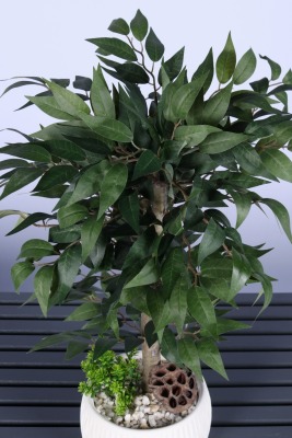 Yapay Premium Yapraklı Benjamin Ağacı Tanzimi 55 cm - 2