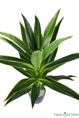 Plastik Saksıda Dracena Ağacı Limon Yeşili 105 cm - 2