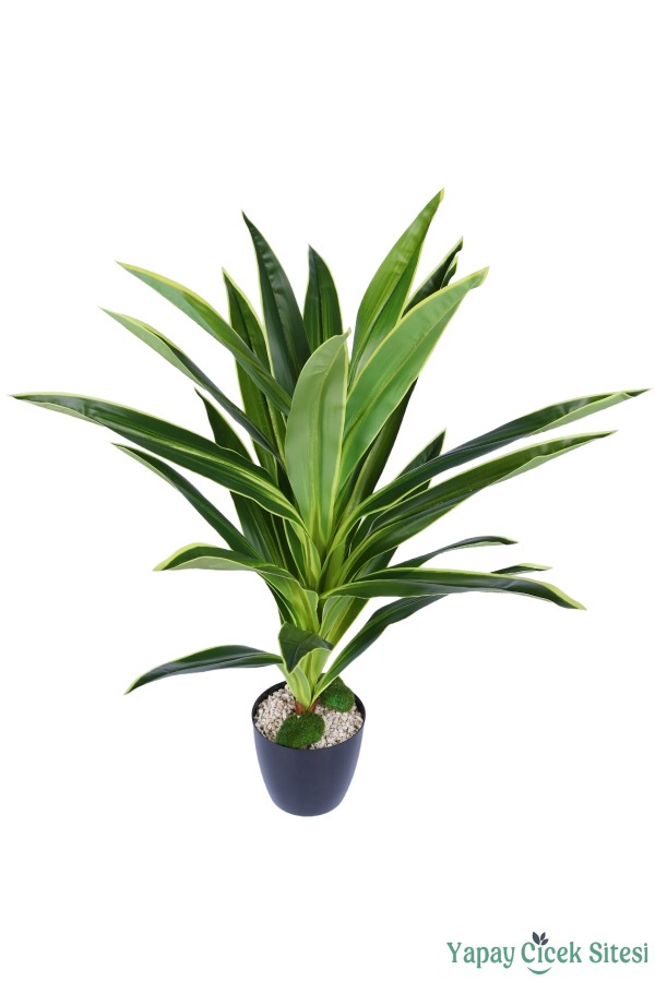 Plastik Saksıda Dracena Ağacı Limon Yeşili 105 cm - 3